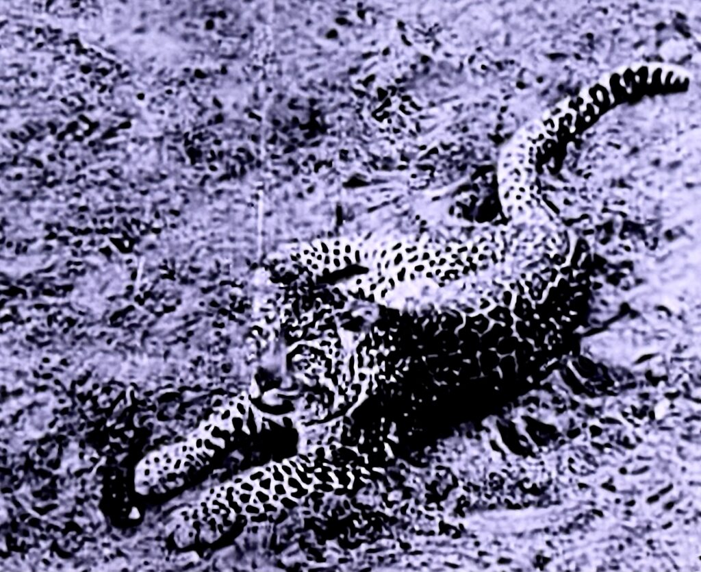Onça pintada em 1918